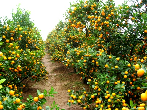 How to plant and care for kumquat trees after Tet Picture 3