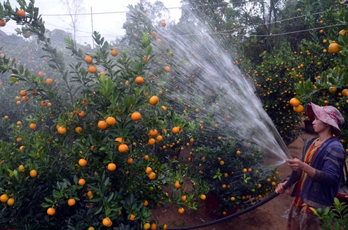 How to plant and care for kumquat trees after Tet Picture 4