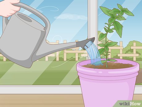 How to Protect Plants Picture 1