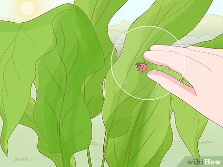 How to Protect Plants Picture 11