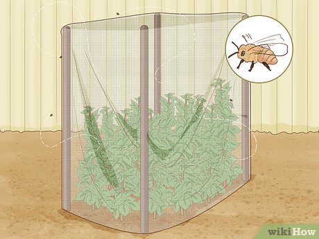 How to Protect Plants Picture 12