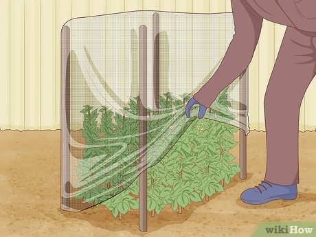 How to Protect Plants Picture 2
