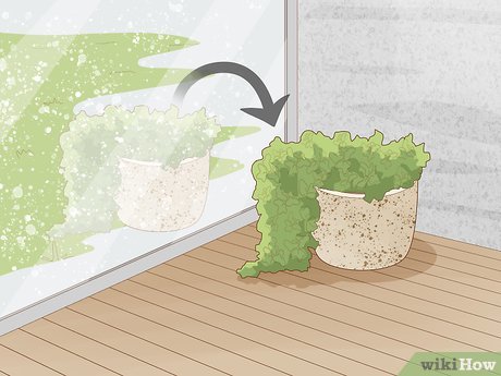 How to Protect Plants Picture 4