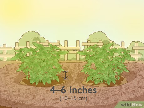 How to Protect Plants Picture 5