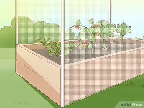 How to Protect Plants Picture 6