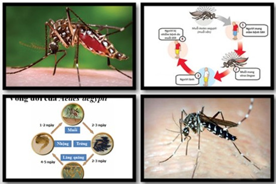 How to recognize signs of dengue