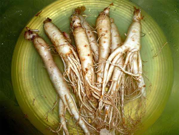 How to soak and preserve ginseng with standard honey at home Picture 4