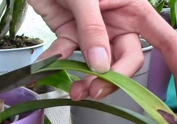 How to take care of Lan Ho Diep after the Lunar New Year to continue flowering Picture 3