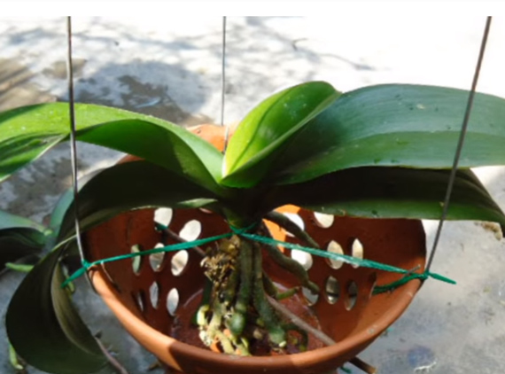 How to take care of Lan Ho Diep after the Lunar New Year to continue flowering Picture 5