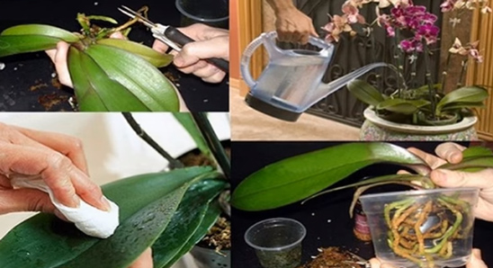 How to take care of Lan Ho Diep after the Lunar New Year to continue flowering Picture 6