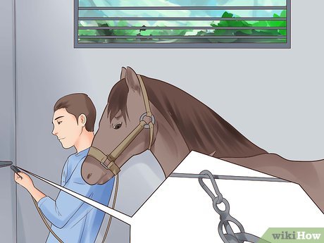 How to Trailer a Horse Picture 10