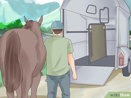 How to Trailer a Horse Picture 6