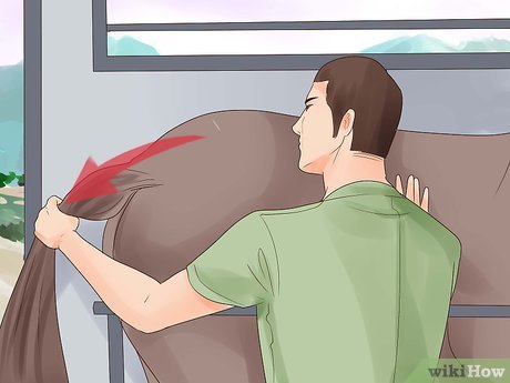 How to Trailer a Horse Picture 7