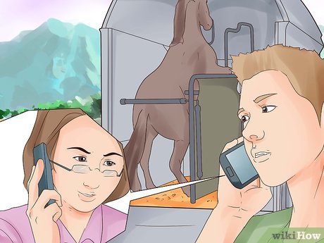 How to Trailer a Horse Picture 8