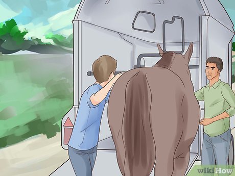 How to Trailer a Horse Picture 9