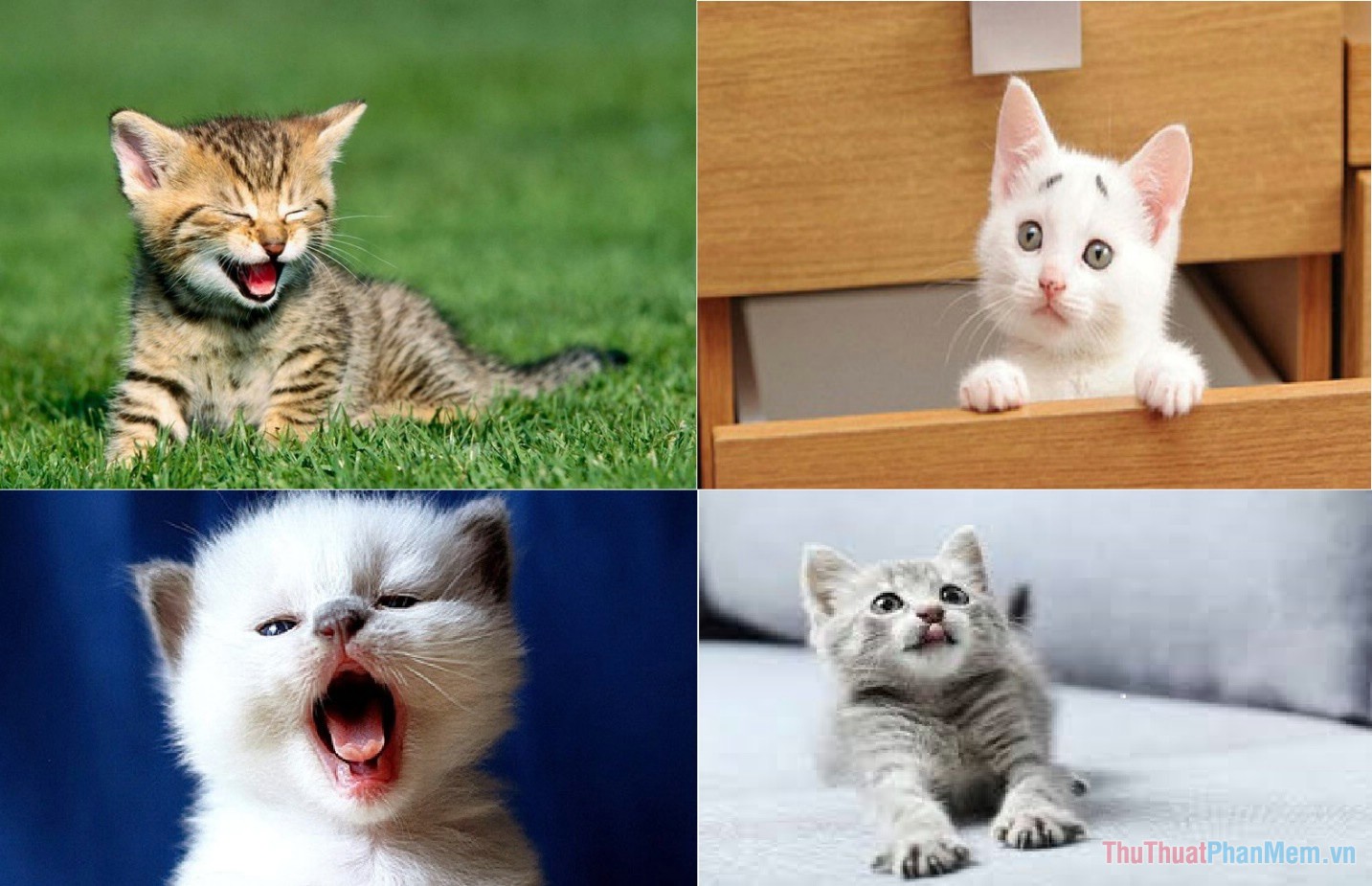 How to transplant photos on a computer simple, fast Picture 11