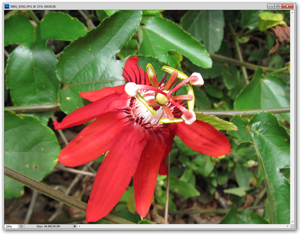 How to use Photoshop CS5 - Part 17: Batch image processing with Photoshop Actions Picture 12