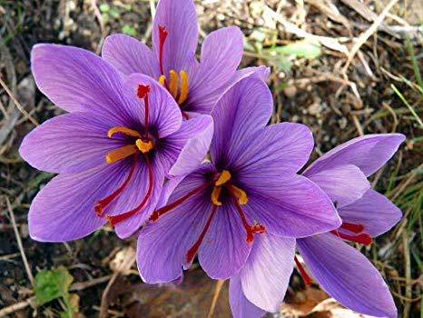 How to use saffron to improve health and skin Picture 7