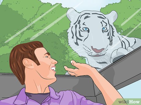 How to Visit Busch Gardens Tampa Picture 27