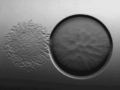 Human DNA is 600 times longer than the distance from the Sun to Earth Picture 2