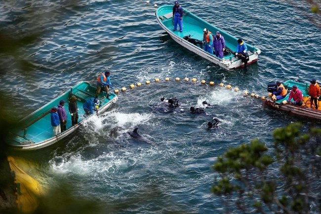 'Hunting' season and bloody 'carnage' dolphins in Taiji, Japan Picture 2