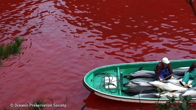 'Hunting' season and bloody 'carnage' dolphins in Taiji, Japan Picture 3