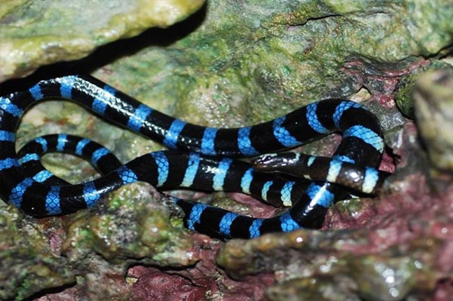 I have the unique venom in the world of snakes, the sea snakes are eating again and again in a moment Picture 3