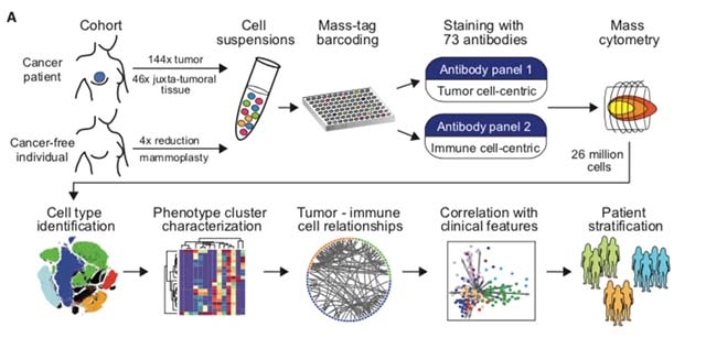 IBM researchers analyzed breast cancer cell structure with AI Picture 3