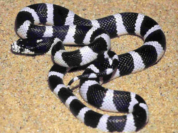 Identify poisonous snakes in Vietnam Picture 10