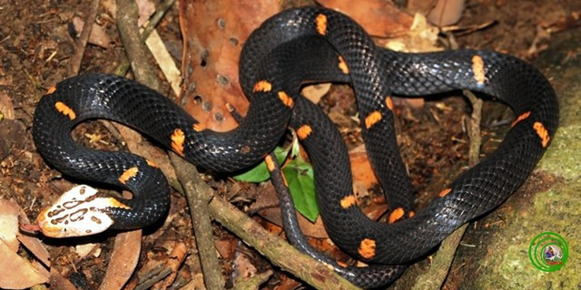 Identify poisonous snakes in Vietnam Picture 4