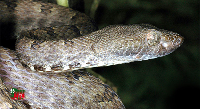 Identify poisonous snakes in Vietnam Picture 6