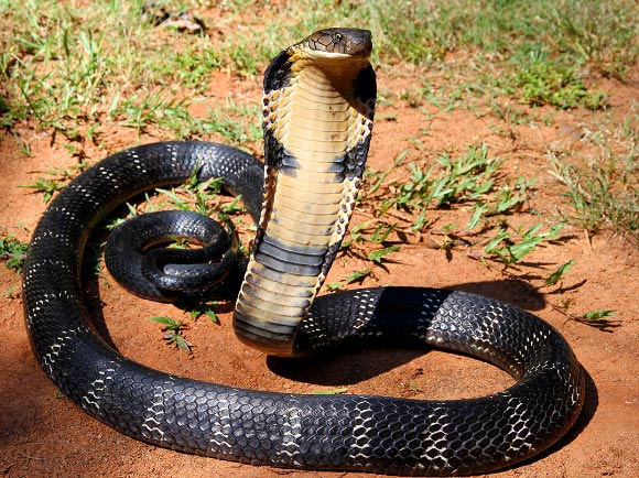 Identify poisonous snakes in Vietnam Picture 7