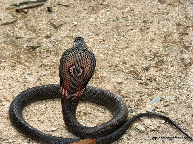 Identify poisonous snakes in Vietnam - TipsMake.com