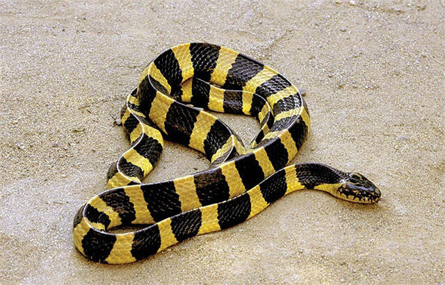 Identify poisonous snakes in Vietnam Picture 9