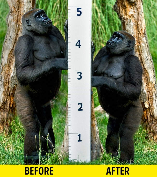 If the Earth swells twice, how will humans and plants and animals change? Picture 2