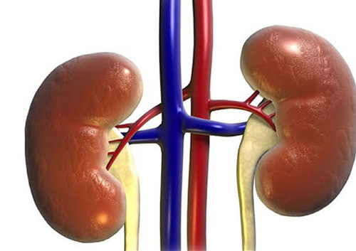 If there is only one kidney, how will human life change? Picture 1