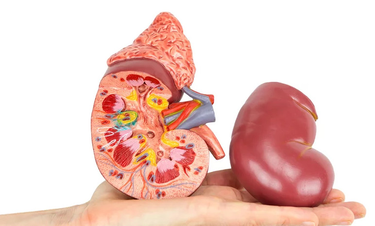 If there is only one kidney, how will human life change? Picture 2