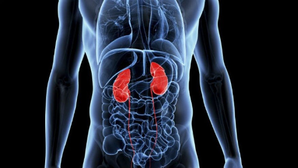 If there is only one kidney, how will human life change? Picture 3
