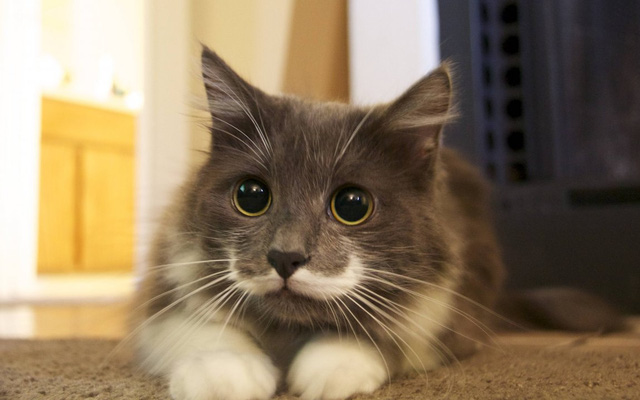 If this part is missing, the cat will look like someone who is blind and has no feeling Picture 1