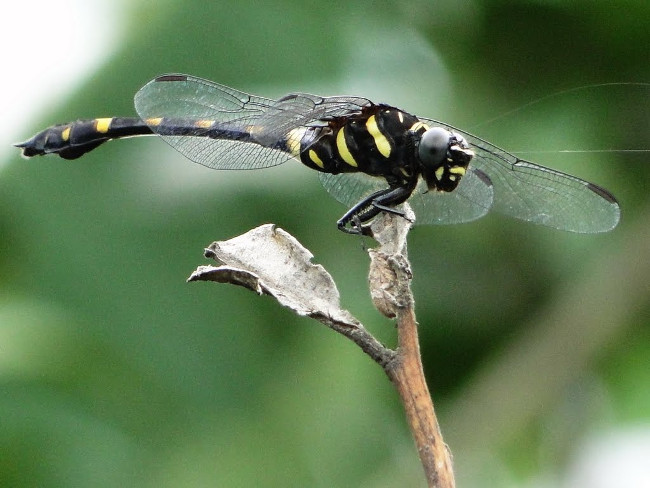 Ig Nobel: Die laughing with the most silly inventions of 2016 Picture 8