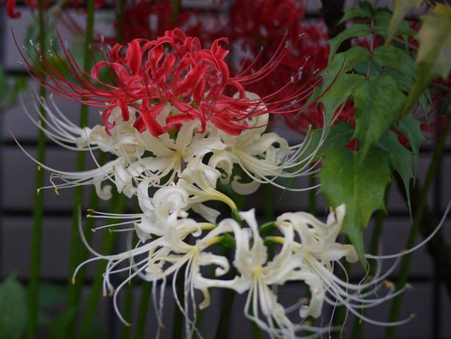 Image of the blossoming flower - Love is incomplete Picture 20