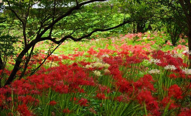 Image of the blossoming flower - Love is incomplete Picture 21