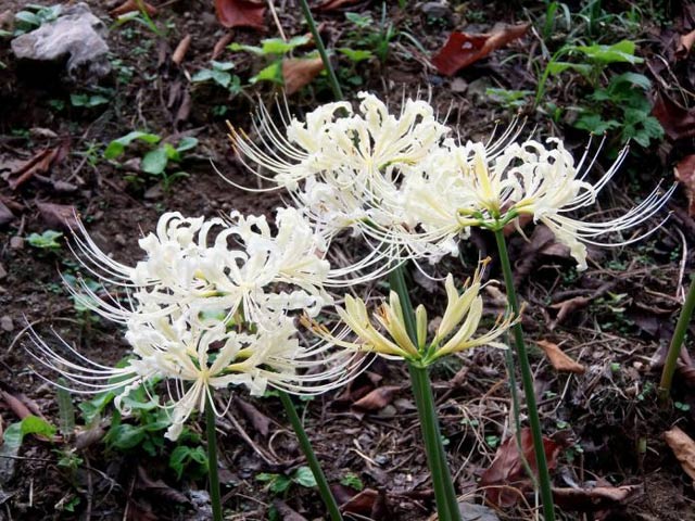 Image of the blossoming flower - Love is incomplete Picture 25