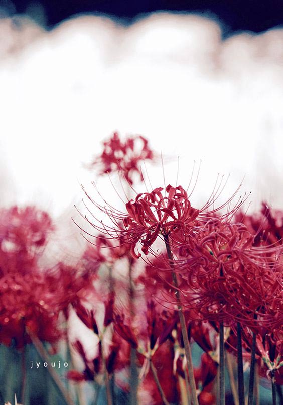 Image of the blossoming flower - Love is incomplete Picture 33