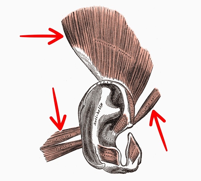 In the future, these excess body parts may completely disappear due to evolution Picture 2