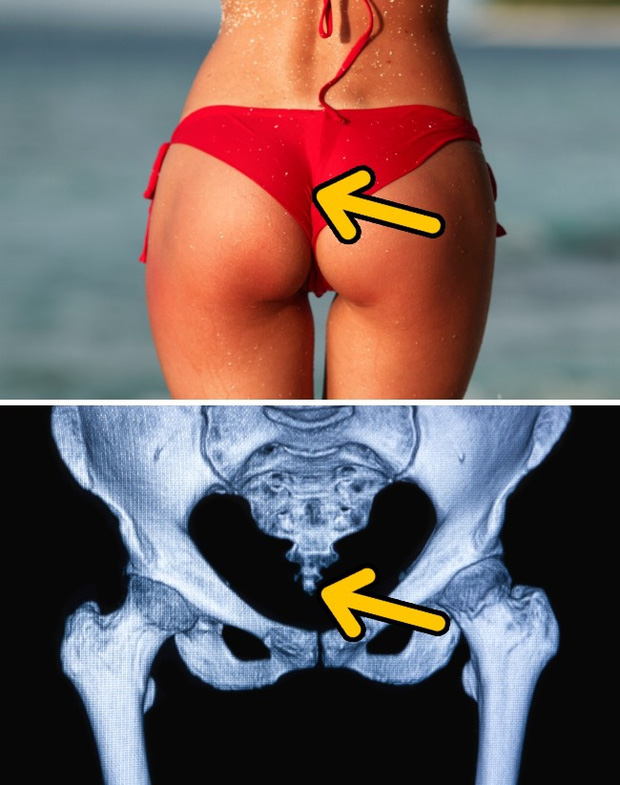 In the future, these excess body parts may completely disappear due to evolution Picture 6