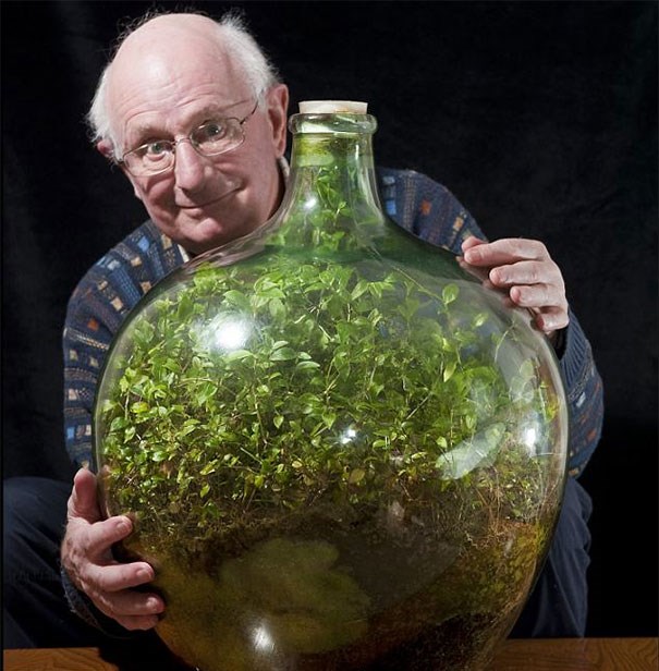 Incidentally, the tree still lives well in a sealed glass bottle for 45 years, even without watering Picture 1