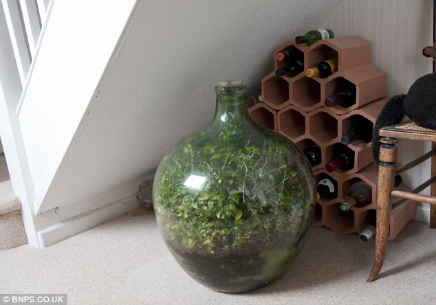 Incidentally, the tree still lives well in a sealed glass bottle for 45 years, even without watering Picture 2