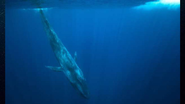 Incredible facts about the animals Picture 11