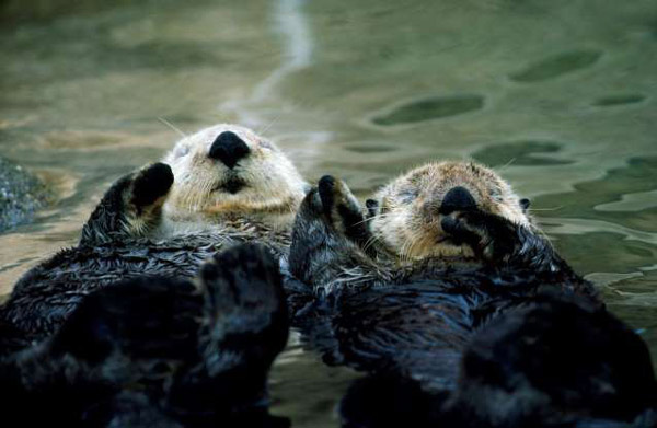 Incredible facts about the animals Picture 4